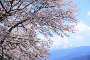 桜と山