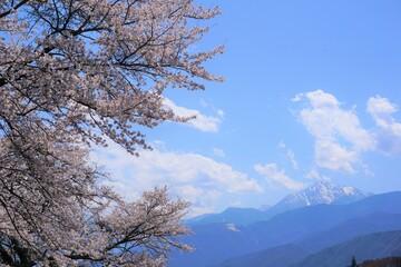 桜と山