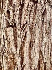bark of a tree