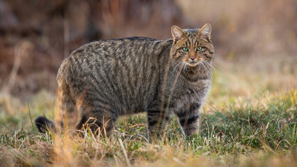 European wildcat standing on dry field in spring nature © WildMedia