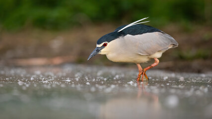 Black-crowned night heron wading in water in wet nature