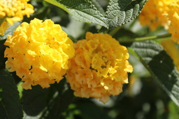 yellow flowers in the garden