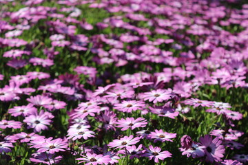 field of flowers