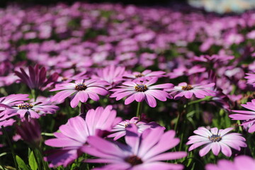 pink flowers