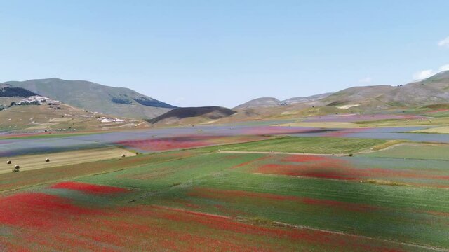 Flowering in Castelluccio di Norcia in the Sibillini Mountains National Park seen from the drone of the plain full of colorful flowers