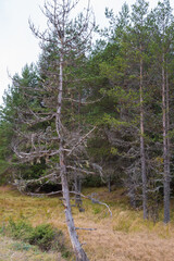 dead pine trees