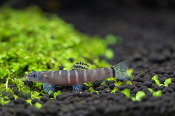 Sumo loach