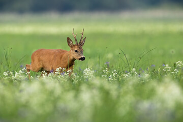 Roe deer buck sneaking on blooming meadow in summer nature