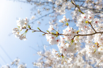 Cherry blossom in Tokyo