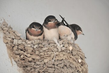燕の子育て