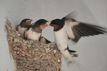 燕の子育て © yossy