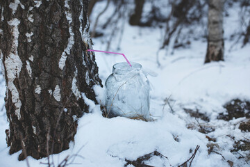 Collecting birch sap in snowy weather.High quality photo.