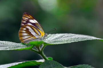 Macro shots, Beautiful nature scene. Closeup beautiful butterfly sitting on the flower in a summer garden.