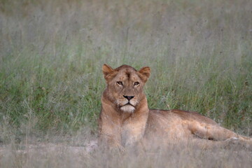 Lioness
