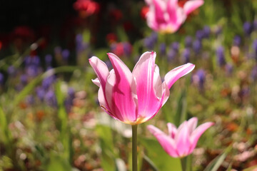 チューリップ 春 ピンク 白い 花畑 落ち着いた 鮮やか 美しい 綺麗 満開 かわいい