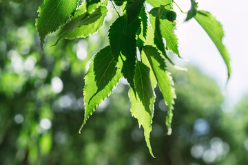 Zona verde en jerez de la frontera con cielo azul despjeado y nubes