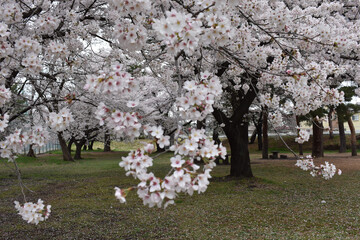 群馬県敷島公園　桜の風景　4月春