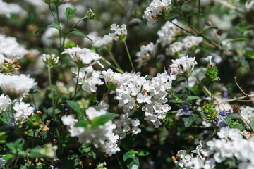 Zona verde en jerez de la frontera con cielo azul despjeado y nubes