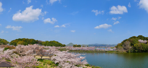 新緑の風景 香川県亀鶴公園 Wall Mural Wallpaper Murals Kozo