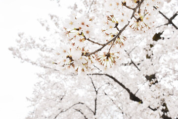 群馬県敷島公園　桜の風景　4月春