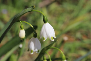 早春の庭に咲くスノーフレークの白い花