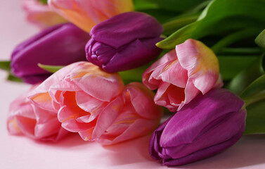 Obraz premium Beautiful spring flowers on Mothers or Womans day. Bouquet of pink and purple tulips. Love, International Women day, Mother's day and Happy Valentine day, Birthday card concept. Selective focus.