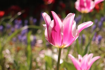Fototapeta premium チューリップ ピンク 花びら 美しい かわいい 綺麗 満開 花畑 紫 グリーン 優美 可憐