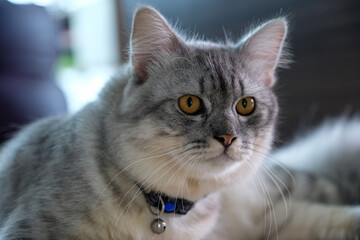 Elegant portrait of a Maine coon cat looking to the right