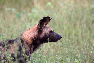 Wild dog