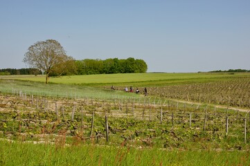 cyclists in a vineyard