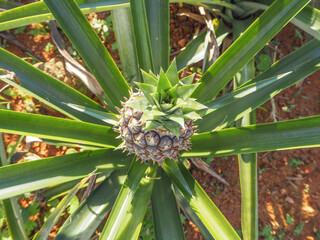 pineapple in the field
