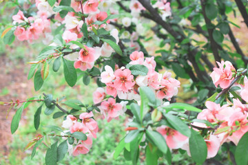 敷島公園　バラ園の風景　4月春