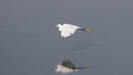 Little egret om on flight over water