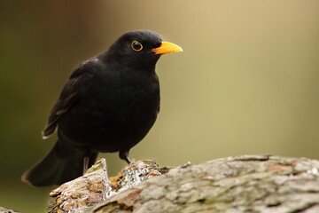 The common blackbird (Turdus merula) male sitiing on the brown old branche.