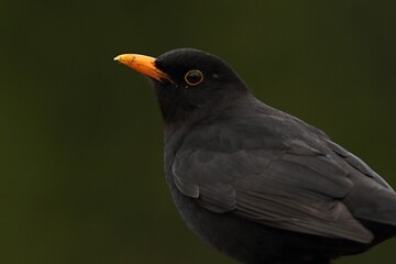 The common blackbird (Turdus merula) male portrait.