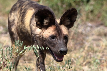 Wild dog