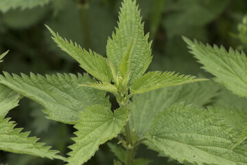 Urtica sp nettles stinging plant with sharp acid-filled spines of deep green color with ribs serrated edge of the leaf on deep green background
