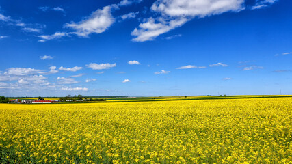 Fototapeta premium Gmina Księżpol