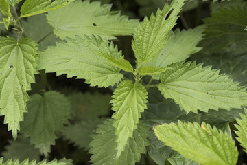 Urtica sp nettles stinging plant with sharp acid-filled spines of deep green color with ribs serrated edge of the leaf on deep green background
