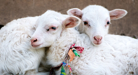 Two little white sheep (lamb)
