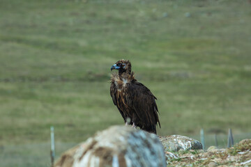 Cinereous Vulture, (Aegypius monachus) flight from rock in natural environment. Wild life.