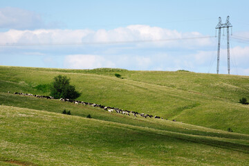 Cows in the field, near the power (electrical) line