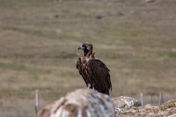 Cinereous Vulture, (Aegypius monachus) in its natural habitat. Wildlife.