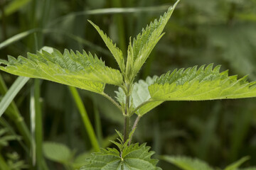 Urtica sp nettles stinging plant with sharp acid-filled spines of deep green color with ribs serrated edge of the leaf on deep green background