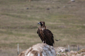 Cinereous Vulture, (Aegypius monachus) in its natural habitat. Wildlife.