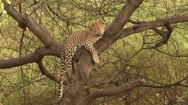 Close up shot of wild male leopard or panther on a tree with eye contact during outdoor jungle safari at forest of central india - panthera pardus fusca