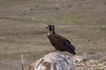 Cinereous Vulture, (Aegypius monachus) in its natural habitat. Wildlife.