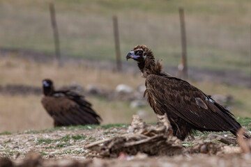 Cinereous Vulture, (Aegypius monachus) in its natural habitat. Wildlife.