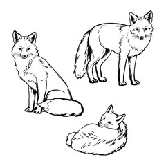Foxes, black and white drawing. Vector illustration isolated on a white background.