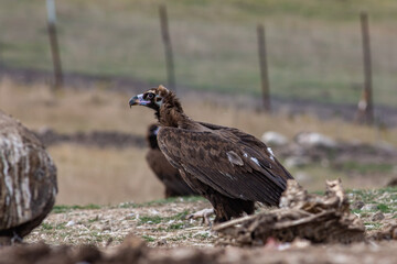 Cinereous Vulture, (Aegypius monachus) in its natural habitat. Wildlife.